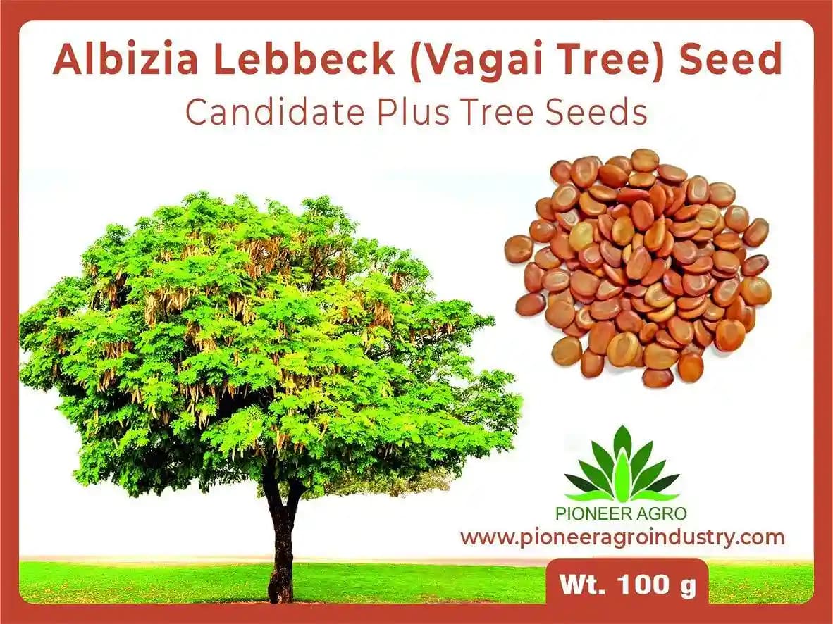 Albizia Lebbeck Fry Wood (Vagai Seed) Women\'s Tongue Tree Seed 100 Gram, Medium Germination - Image 1
