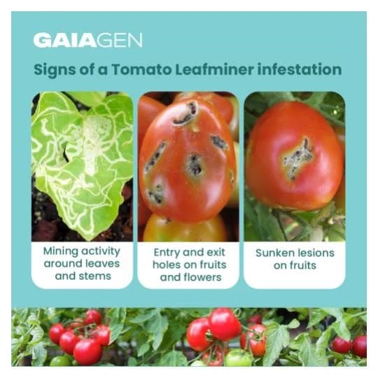 Gaiagen Pheromone Lure For Tomato Leafminer Tuta Absoluta And Insect Water Trap 1.6L, IMO Certified. - Image 3