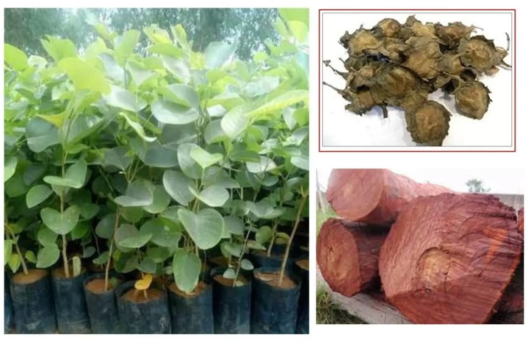 SRI SAI FORESTRY Red Sandal Seeds (Pterocarpus Santalinus , Lal Chandan or Raktachandan) - Image 7