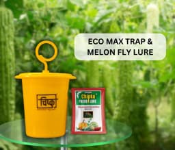 Chipku Pheromone Ecomax Trap With Melon Fly Lure (Bactrocera Cucurbitae) Feeding By The Larvae. For Gourds, Pumpkin, Tomato, Water Melon, Zucchini 2