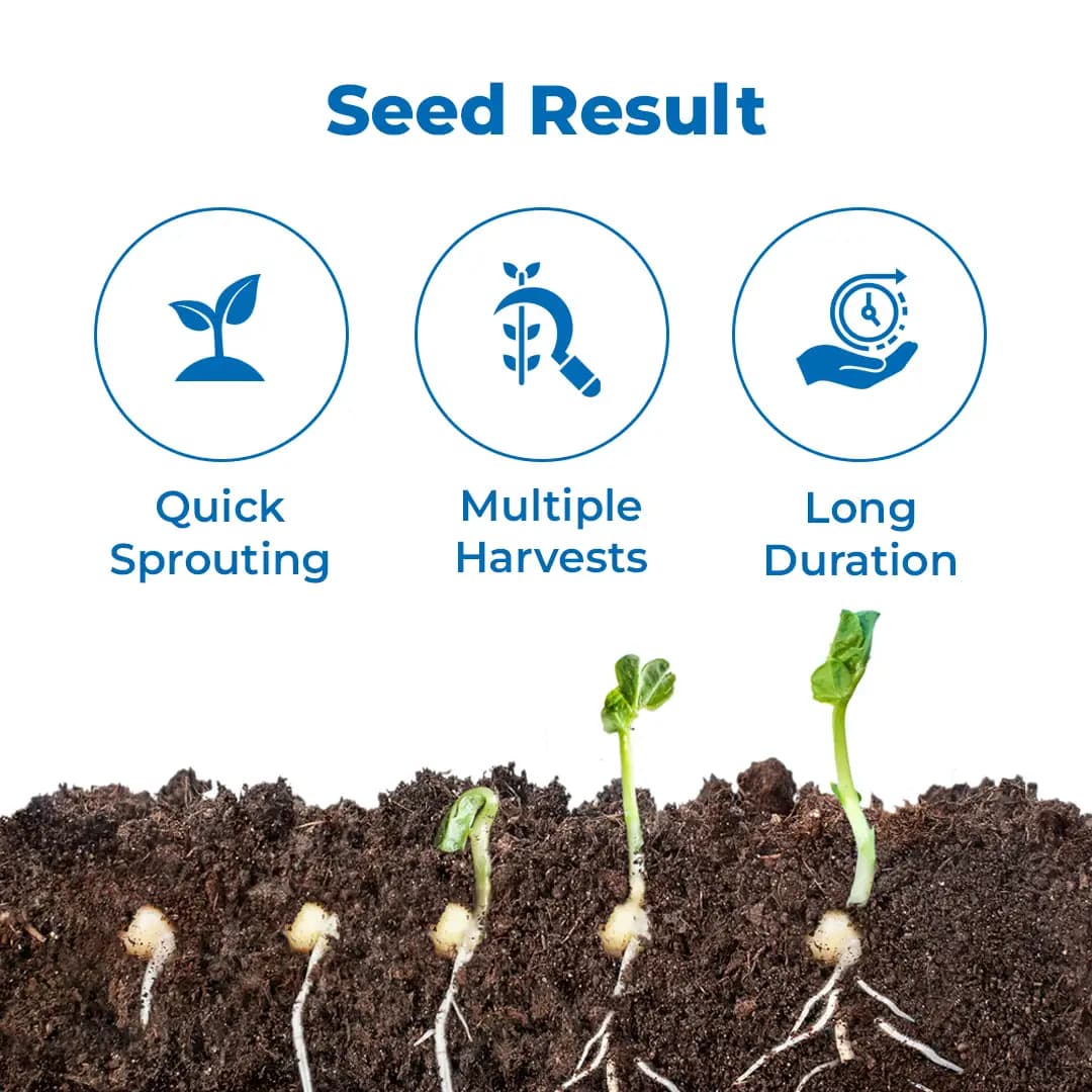 SRI SAI FORESTRY Natural Drumstick Seeds, Moringa Tree Seeds, Miracle Tree Seeds, Horseradish Tree Seed - Image 3