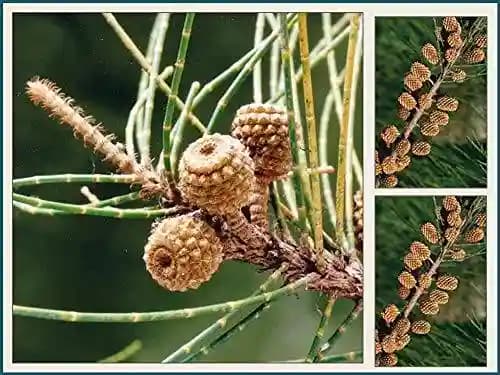 RK Seeds Casuarina equisetifolia , Australian Pine , Casuarina ,Australian Pine Tree,Choola Evergreen Tree seeds,Australian Whistling Pine seeds - Image 1