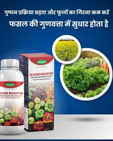 Katyayani Bloom Booster Homobrassinolide 0.04% Plant Growth Regulator, Use for Cotton, Brinjal, Chili, Banana, Cabbage, Cauliflower, Vegetables, Fruit - Image 4
