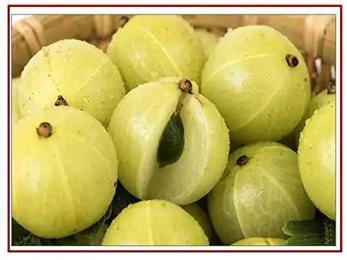 RK Seeds - Indian Gooseberry, Organic Indian Gooseberry, Amla Hybrid Herb Seeds, Nelli Amlika Usiri Seeds, Phyllanthus Emblica, Amla Seed- Hybrid seed - Image 1