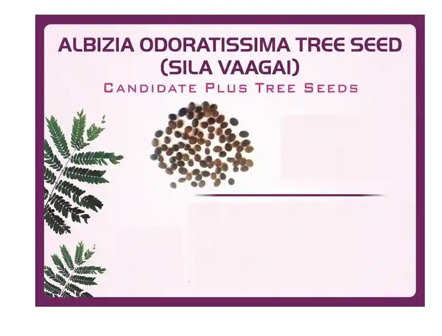 Pioneer Agro Albizia Odoratissima (Sila Vaagai) Tree Seed, 100% Natural Seeds. - Image 1