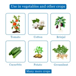 Shivalik Sactara - Thiamethoxam 25% WG Insecticide, Best Use Against Brown Plant Hopper, Green Leaf hopper etc 4