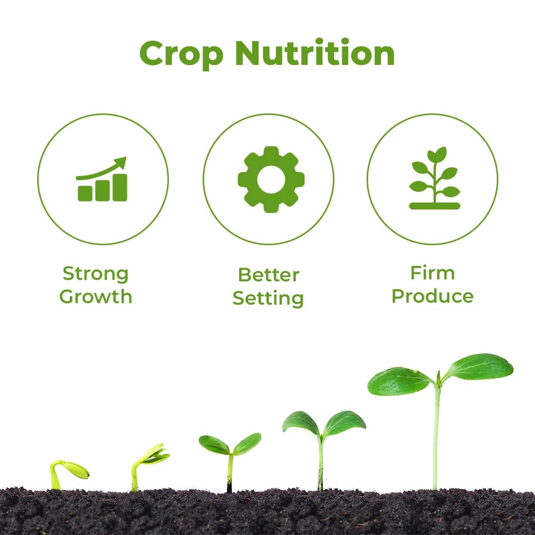 Calcixon Cal-SL Fertilizer - Calcium + Boron + Amino acid - Image 3