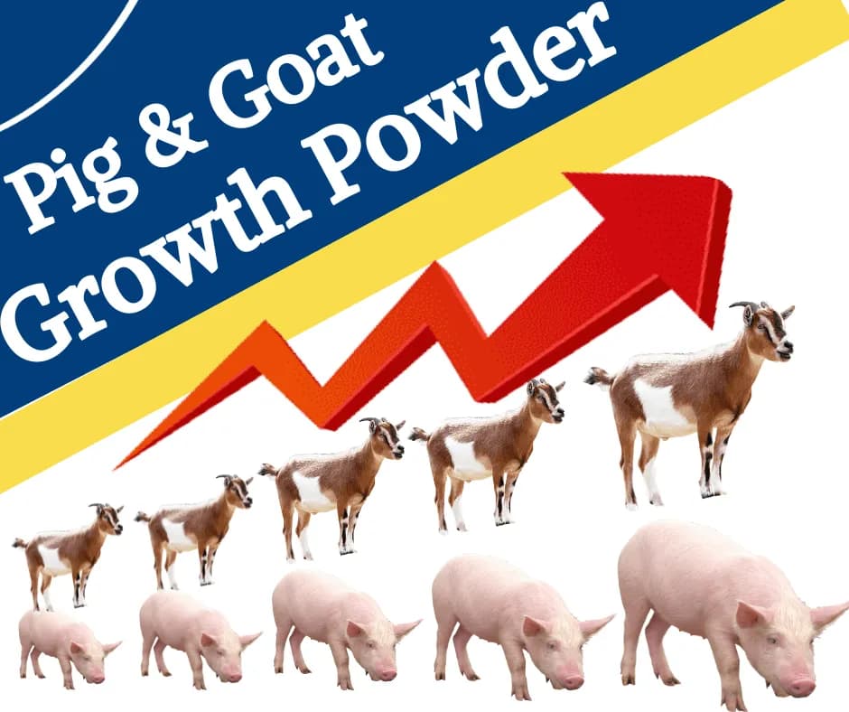 PASHU SVASTH PIG & GOAT GROWTH POWDER, Boost Growth, Weight Gain And Immunity Natural Herbs For Animal - Image 4