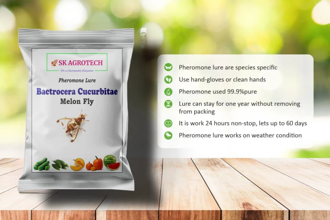 SK Agrotech Bactrocera Cucurbitae Melon Fly Pheromone Trap With Lure For Vegetables - Image 5
