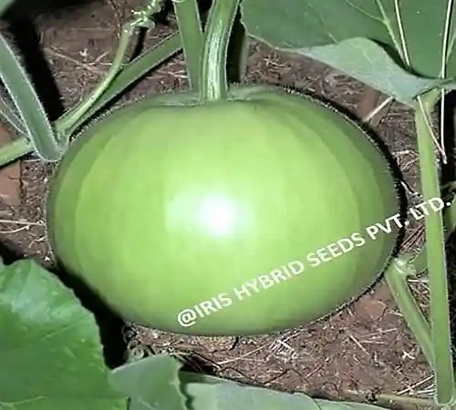 Iris Hybrid Vegetable Seeds F1 Hybrid Mumtaj Bottle Gourd Seeds, Lauki Ke Beej, Available In Different Shape.