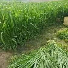 Sri Sai Forestry Bajra Napier Hybrid Grass Seeds, Multi Cut Grass Seed and Animal Fodder - Image 8