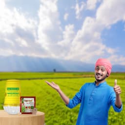 Sagar Fruit Fly Trap Glass, Bactocera Cucurbitae Lure, Effective Melon & Fruit Fly Control 5