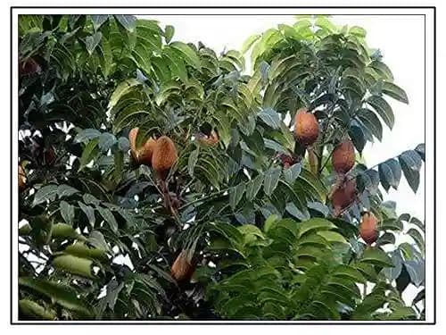 RK Seeds Sky Fruit Seeds , Mahogany Seeds , Swietenia Mahagoni , Mahogany Seeds , Mahogany Seeds for Planting - Image 1