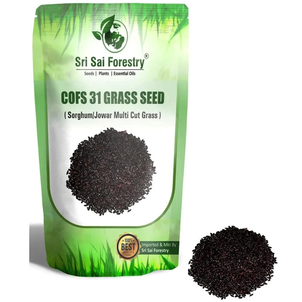 Sri Sai Forestry COFS 31 Grass Seeds For Goat And Cow, Multi Cut Fodder Seed - Image 8