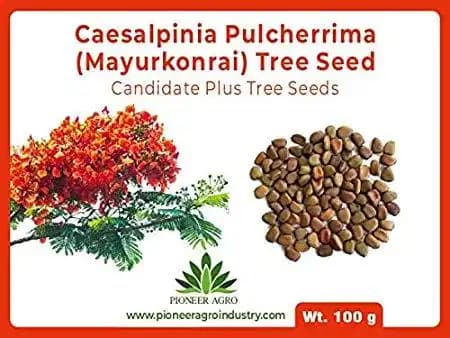 Caesalpinia Pulchearima (Mayurkonrai) Tree Seed, Spices Of Flowering Plant. - Image 1