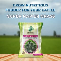 SRI SAI FORESTRY Super Napier Grass Seeds for Cattle, Multi Cut Grass Seed for Animal Fodder 2