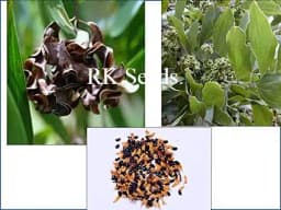 RK Seeds - Australian Teak Seeds, Acacia mangium Tree Seed, Black Wattle, Hickory Wattle, Mangium, Forest Mangrove, Natural seeds 2