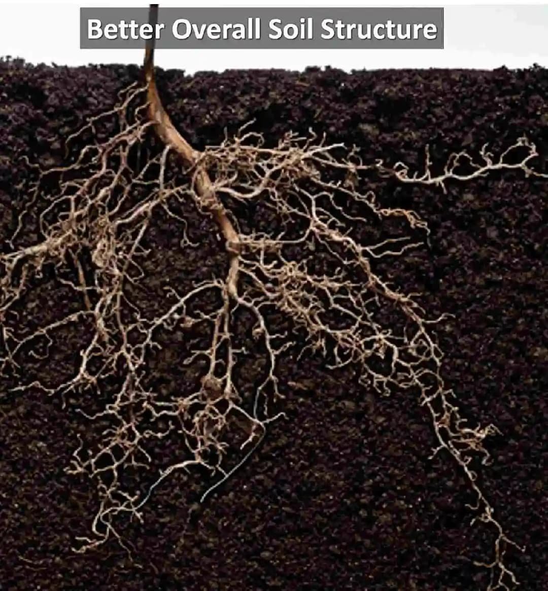 Humate India Organic Advanced Seaweed Extract Minerals, Organic Fertilizer, 100% Natural - Image 2