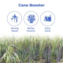 Dr.Soil Sugarcane Intended Use for Sugarcane (Liquid Consortia) (ISO certified) (Dr.Soil Sugarcane special) 3