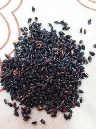 Sri Sai Forestry Super Napier Grass Seeds For Cattle - Elephant Grass Seeds, Pennisetum Purpureum - Image 9