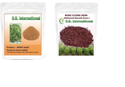 SK ORGANIC Combo Pack (Alfalfa Lucerne seeds 500 Gm + Hedge Lucerne Seeds 500 Gm) Velimasal-Dasrath Seeds - Image 4
