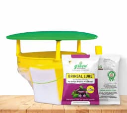 Funnel Pheromone Trap with Brinjal Lucin-O-Lure for (Leucinodes Orbonalis) Brinjal Fruit and Shoot Borer Insect. 2