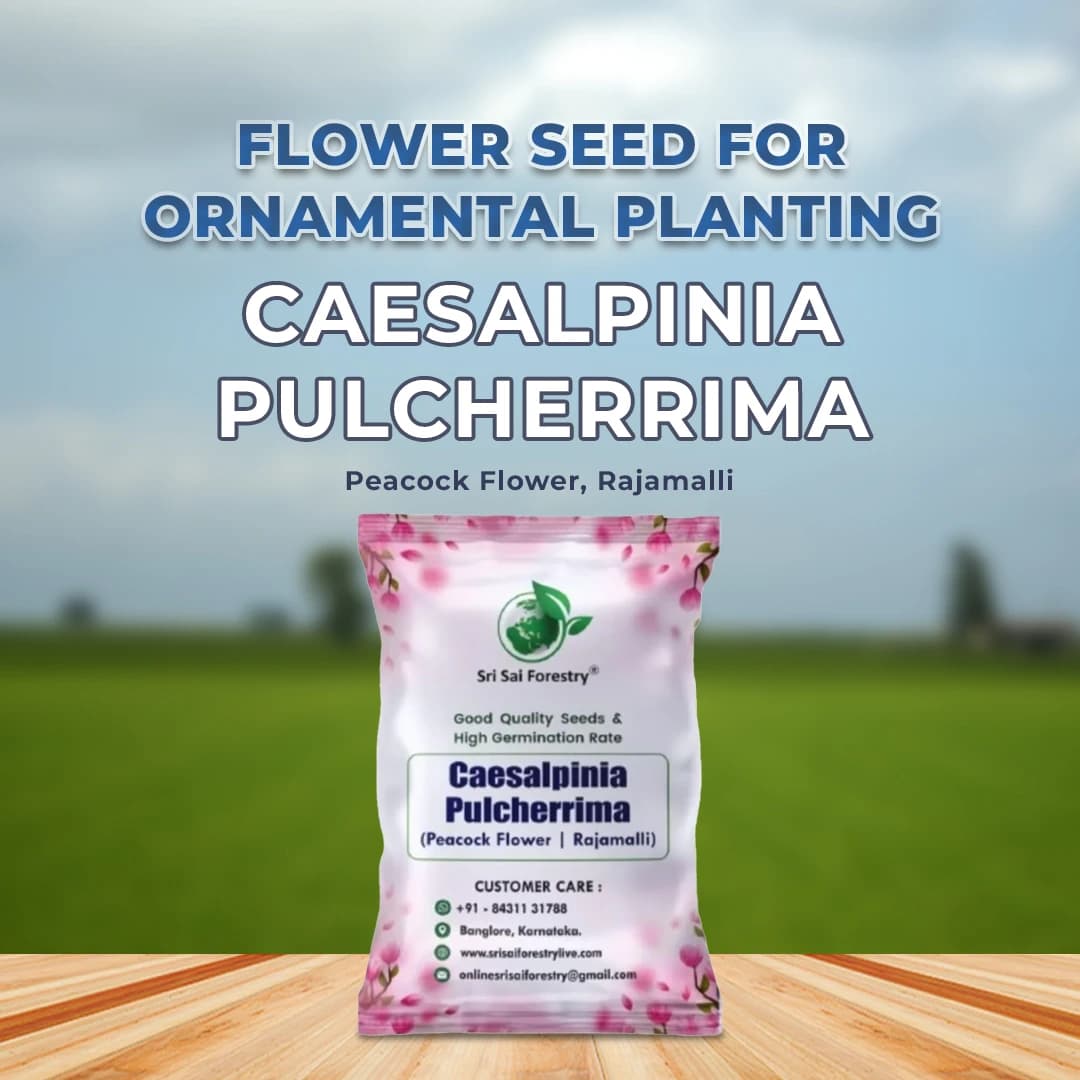 SRI SAI FORESTRY Caesalpinia pulcherrima, Peacock Flower, Rajamalli, Red Bird of Paradise Flowering Plant Seeds For Home Garden,Fencing & Terrace - Image 2