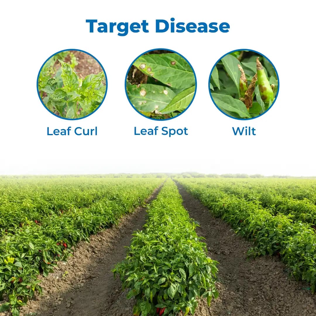 Geolife No-Virus Chilli Special, Liquid Fermented Organic Manure, Vriksha Ayurveda Inspired, Organic Fertilizer for Chilli, Improves Immunity & Yield, - Image 6