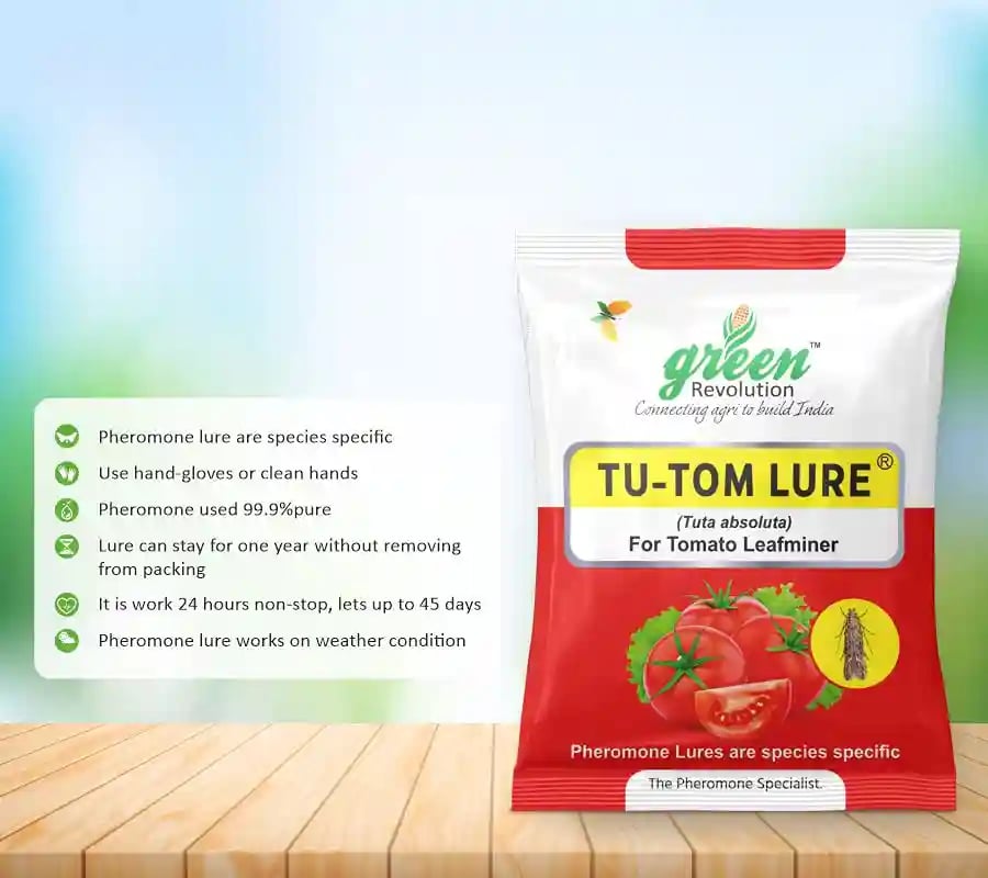 Water Pheromone Trap With TU-TOM Pheromone Lure (Tuta Absoluta ,Tomato Leafminer) for Tomato, Cherry Tomato, and Potato.