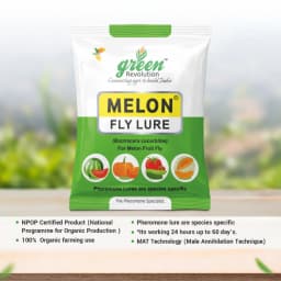 Green Revolution Yellow IPM Trap With Melon Fly Lure, Effective For Fly Control In Vegetable 3