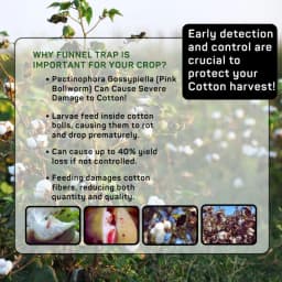 Chipku Pheromone Trap Funnel With Pink Bollworm Lure To Catch Insect Moth Of Pink Bollworm (PBW) (Pectinophora Gossippiella) In Cotton Crop. 4