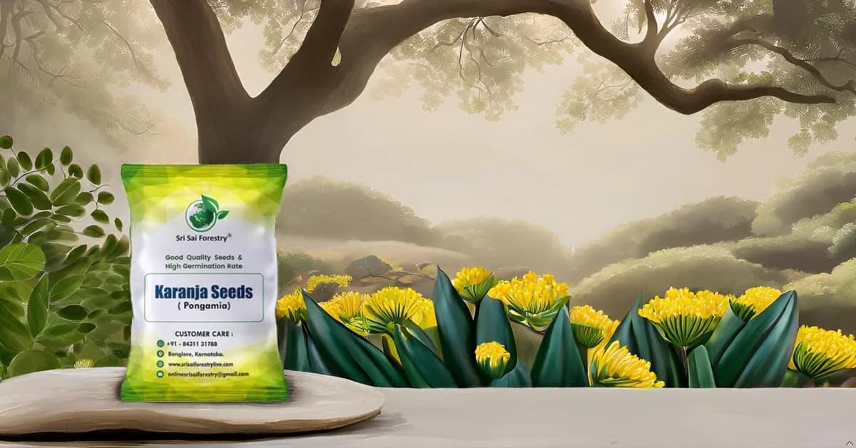 SRI SAI FORESTRY Karanja (Millettia Pinnata) Indian Beach Tree, Pongamia Pinnata, Pongame oil tree, Liquid Fuel Tree Seeds - Image 8