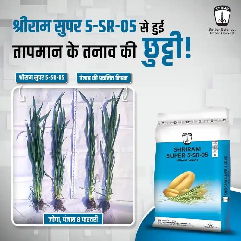 डीसीएम श्रीराम सुपर 5-एसआर-05 गेहूं बीज - Image 3