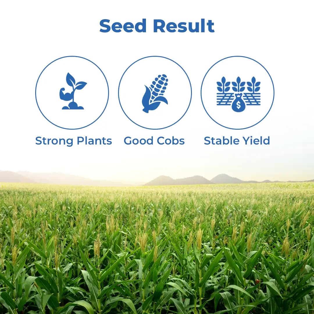 C.P. 858 Maize Seeds - Makka Seeds - Image 3