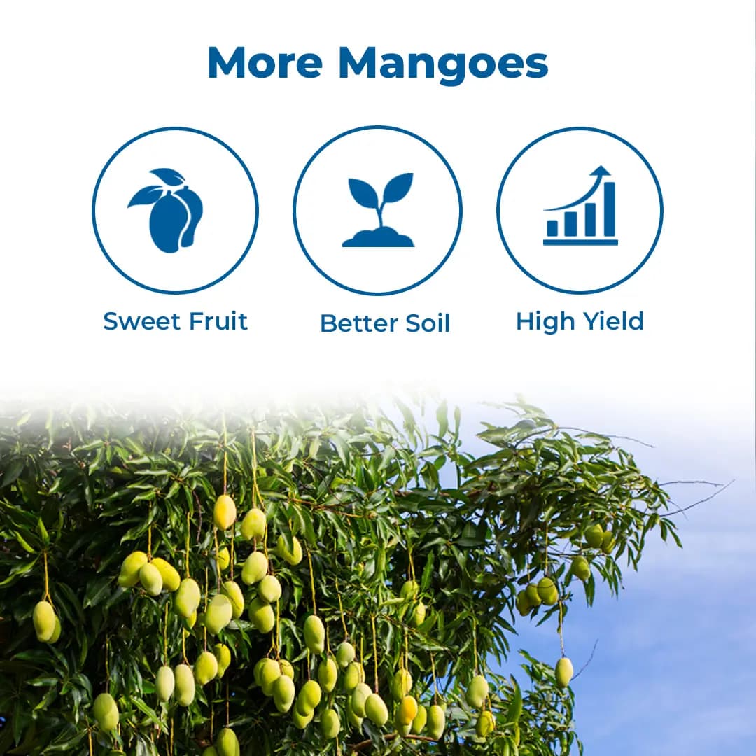 Amruth MANGO GROW Mango Microbial Consortia-MMC, Helps In Plant Growth And Development, Specially For Mango - Image 3