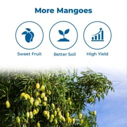 Amruth MANGO GROW Mango Microbial Consortia-MMC, Helps In Plant Growth And Development, Specially For Mango 3