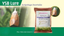 SK Agrotech Scirpophaga Incertulas (Rice Yellow Stem Borer) Pheromone Trap With Lure - Effective Control For Rice Yellow Stem Borer 4