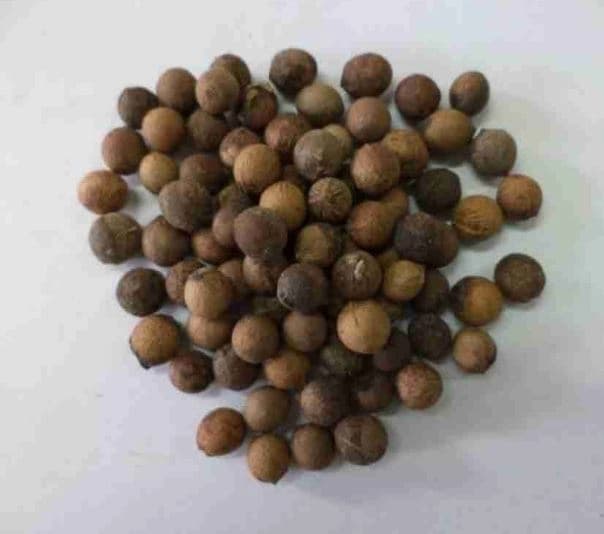 Sri Sai Forestry Safed Chandan Plant Tree Seeds, White Sandalwood Tree Seeds - Image 2