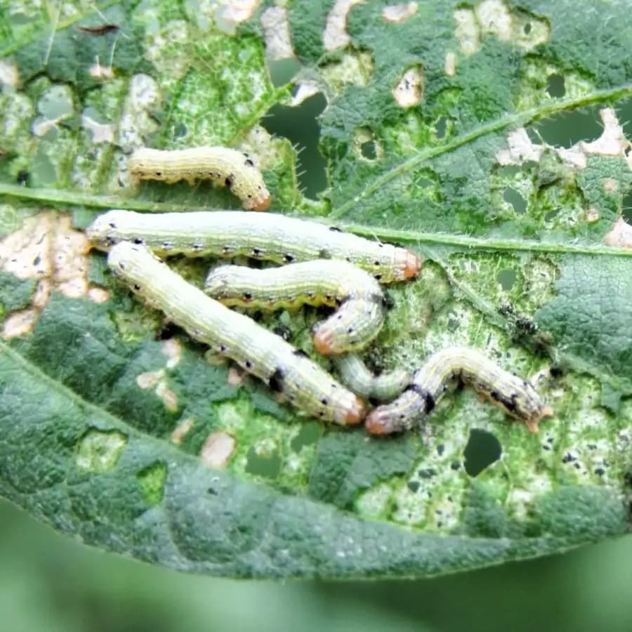 Funnel Trap with Spodo O Lure (Spodoptera Litura Pheromone) For Tobacco, Cotton, Red gram, Tomato and Chilli. - Image 10
