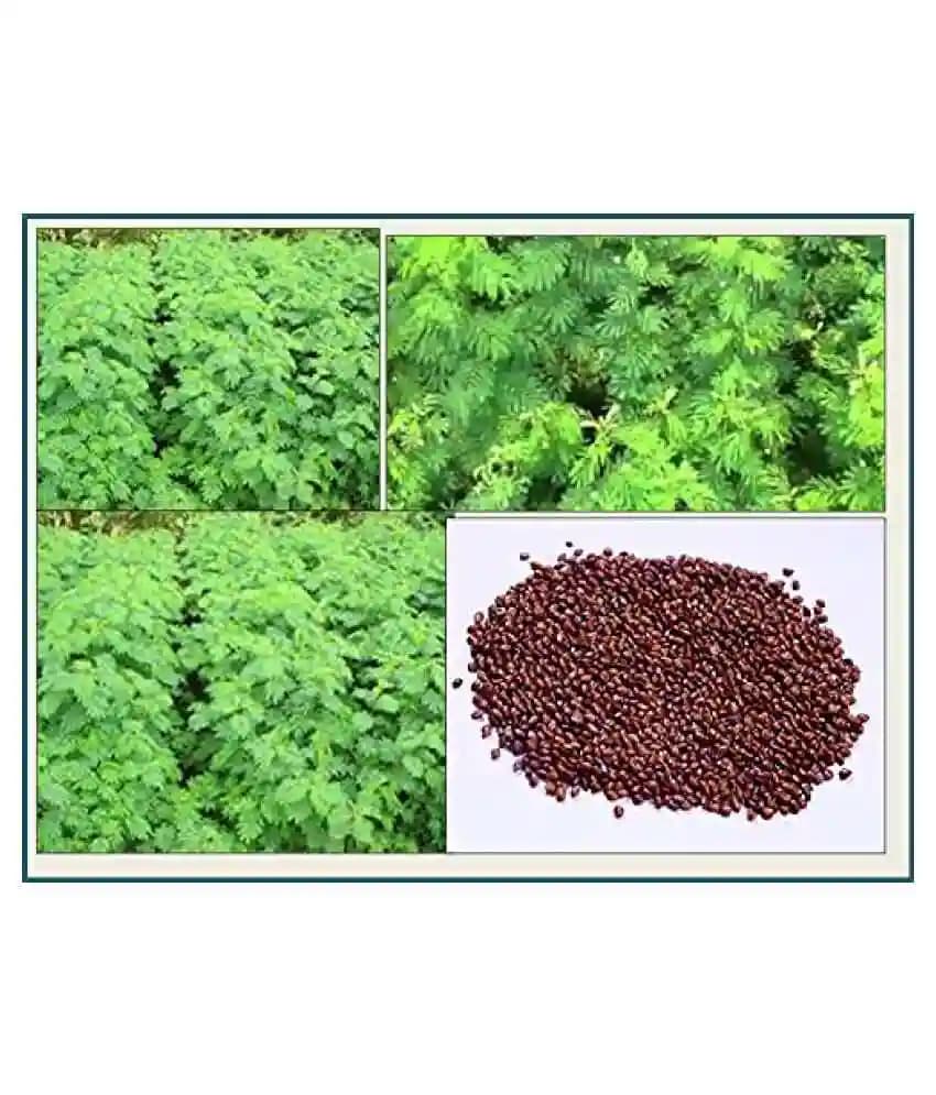 SK International Hedge Lucerne Seeds (Velimasal, Dasrath Grass Seeds) For Cattle Fodder - Image 5