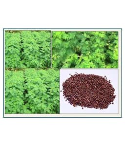 SK International Hedge Lucerne Seeds (Velimasal, Dasrath Grass Seeds) For Cattle Fodder 5