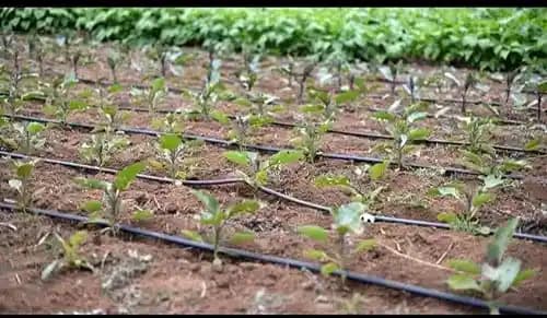 सिद्धि फ्लैट इनलाइन ड्रिप लेटरल 0.2 एमएम मोटाई, 1000 मीटर लंबाई और प्रति घंटे 4 लीटर पानी डिस्चार्ज। - Image 4