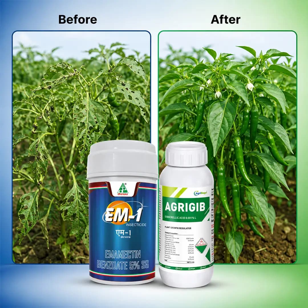 AgriBegri Safe Crop Combo (EM-1 100gm + Agrigib 500ml) Effective Pest Control And Plant Growth - Image 3