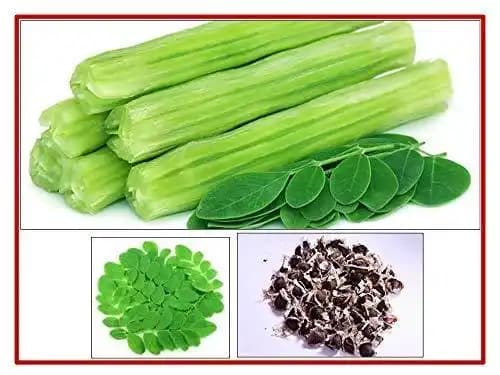 RK Seeds - Home Garden and Kitchen Garden Seeds of Vegetable Seeds - Drumstick Seeds, Moringa oleifera , Moringa seeds Sesbania grandiflora - Image 2