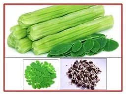 RK Seeds - Home Garden and Kitchen Garden Seeds of Vegetable Seeds - Drumstick Seeds, Moringa oleifera , Moringa seeds Sesbania grandiflora 2