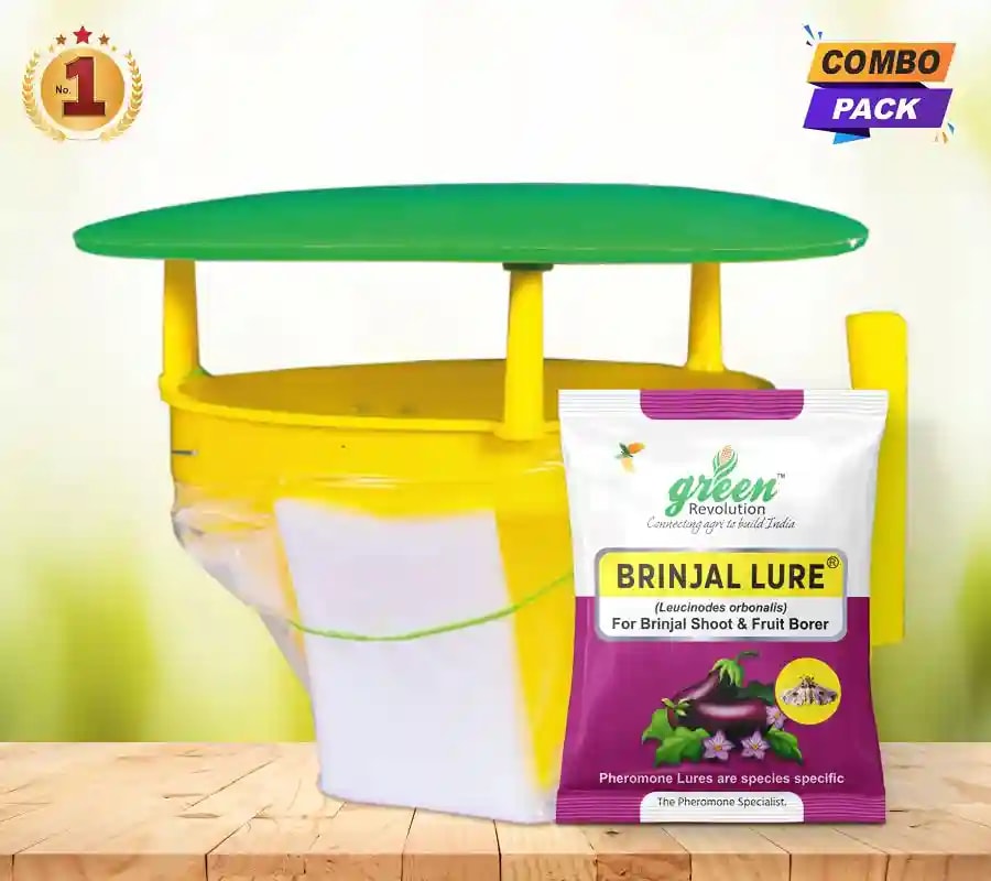 Funnel Pheromone Trap with Brinjal Lucin-O-Lure for (Leucinodes Orbonalis) Brinjal Fruit and Shoot Borer Insect.