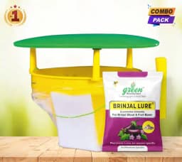 Funnel Pheromone Trap with Brinjal Lucin-O-Lure for (Leucinodes Orbonalis) Brinjal Fruit and Shoot Borer Insect. 3