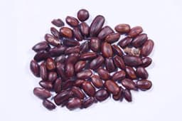 RK Seeds- Samanea Saman seed Rain Tree Seeds,Avenue tree seeds Samanea Saman Seeds, , SHADE tree seeds , Best for planting in Road Avenue , Garden 2