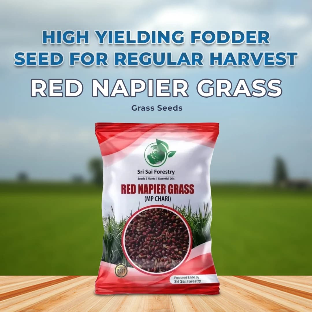 Sri Sai Forestry Red Napier Grass Seeds (MP Chari) Animal Fodder Seeds, For Summer and Rainy Seasons - Image 2