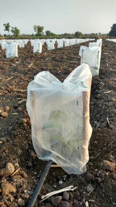 Radhe Agri 12x15 Inch Plant Protection Cover Non-Woven Fruit Bag - Image 3